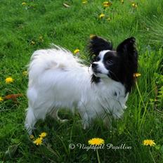 Papillon Zanni's Alicia