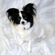 Papillon Zanni's Alicia