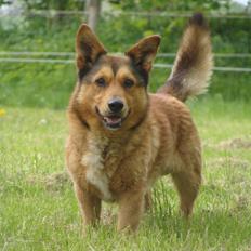 Blanding af racer Chaplin