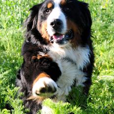 Berner sennenhund Cæsar (Bjørn)