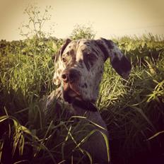 Grand danois Franco
