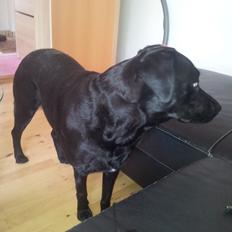 Blanding af racer Luci