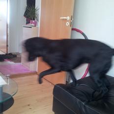 Blanding af racer Luci