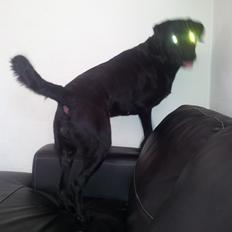 Blanding af racer Luci