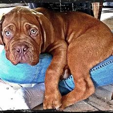 Dogue de bordeaux Chuck (amazonite Noxy)