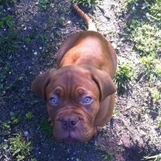 Dogue de bordeaux Chuck (amazonite Noxy)