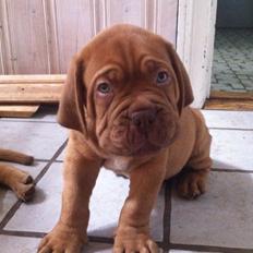Dogue de bordeaux Chuck (amazonite Noxy)