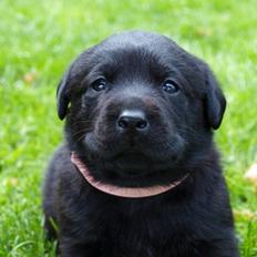 Labrador retriever Hollie