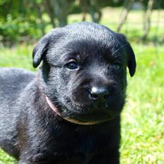 Labrador retriever Hollie