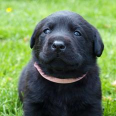 Labrador retriever Hollie