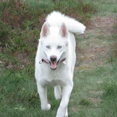 Siberian husky Luka R.I.P 