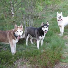 Siberian husky Luka R.I.P 