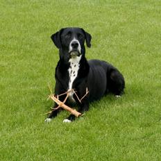 Blanding af racer Chico