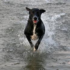 Blanding af racer Chico