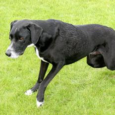 Blanding af racer Chico