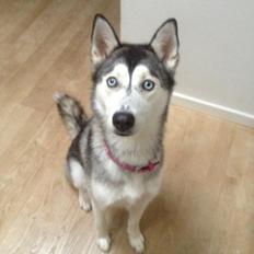 Siberian husky Chili ("Lee")