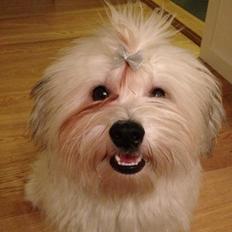 Bichon havanais Carlo