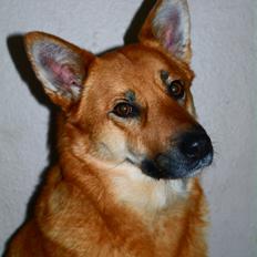 Islandsk fårehund Chanel<3 |Chello|<3