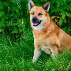 Islandsk fårehund Chanel<3 |Chello|<3