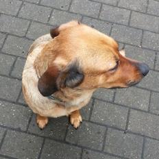 Blanding af racer Nala