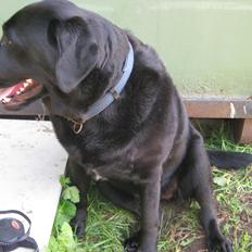 Labrador retriever sorte