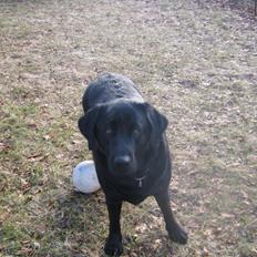 Labrador retriever sorte