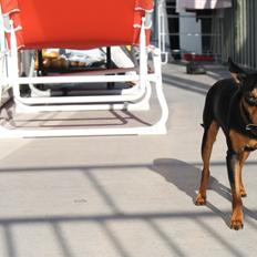 Prazsky krysarik Mille