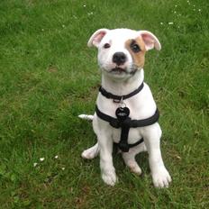 Staffordshire bull terrier Deestaff Fast and Furious - Milo