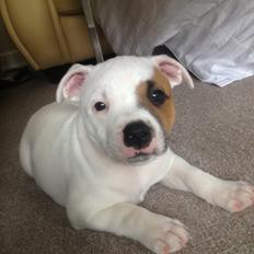 Staffordshire bull terrier Deestaff Fast and Furious - Milo