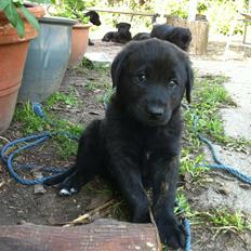 Blanding af racer Jack