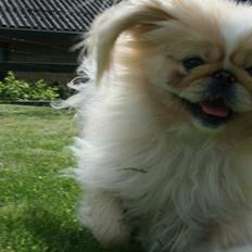 Pekingeser Sally