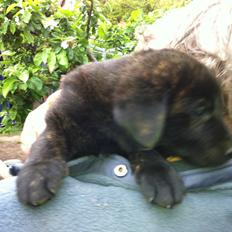 Blanding af racer Jack