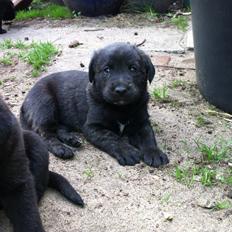 Blanding af racer Jack