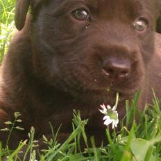 Labrador retriever ~Nora~