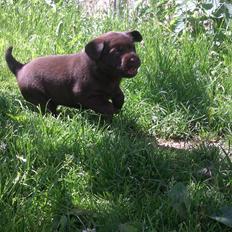 Labrador retriever ~Nora~