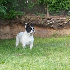 Fransk bulldog Fanta