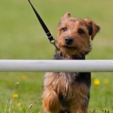Australsk terrier Blue ayers chipper chum(Harvey)