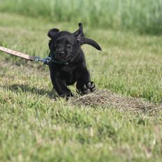 Labrador retriever | Hugo