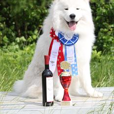 Samojedhund DEVDHJUCH White Snow Star's Armani