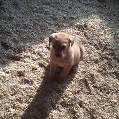 Labrador retriever leela Timber Road