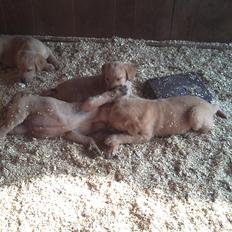 Labrador retriever leela Timber Road