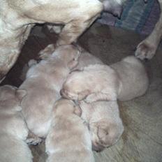 Labrador retriever leela Timber Road