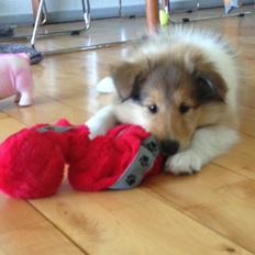 Collie langhåret Kahla