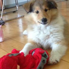 Collie langhåret Kahla