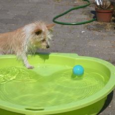 Podengo portugues pequeno Benzina Do Vale Negro Aka. Zina