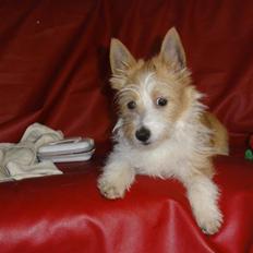 Podengo portugues pequeno Benzina Do Vale Negro Aka. Zina