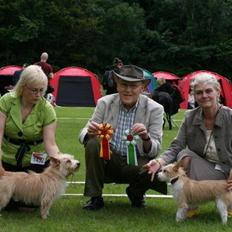 Podengo portugues pequeno Benzina Do Vale Negro Aka. Zina