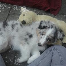 Shetland sheepdog Ziggo