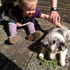 Shetland sheepdog Ziggo