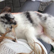 Shetland sheepdog Ziggo